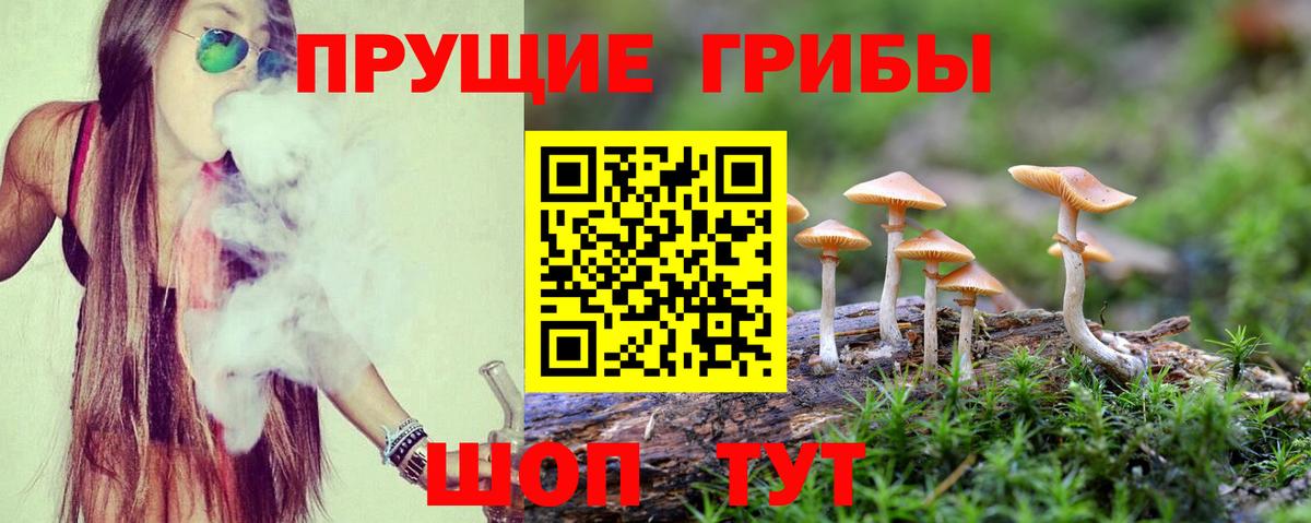 Галлюциногенные грибы Psilocybine cubensis  где найти   Галлюциногенные грибы мицелий  Боровичи 